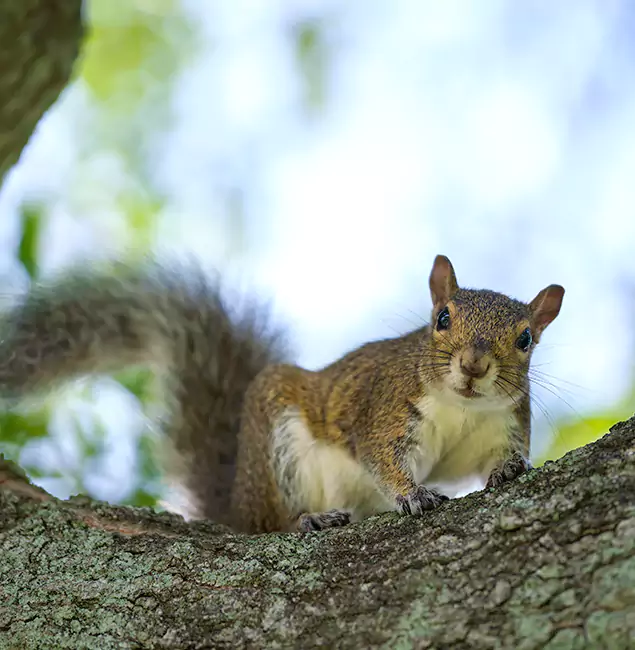 Why Fairfax, VA Relies on Fairfax Pest Control Pros for Squirrel Pest Control?