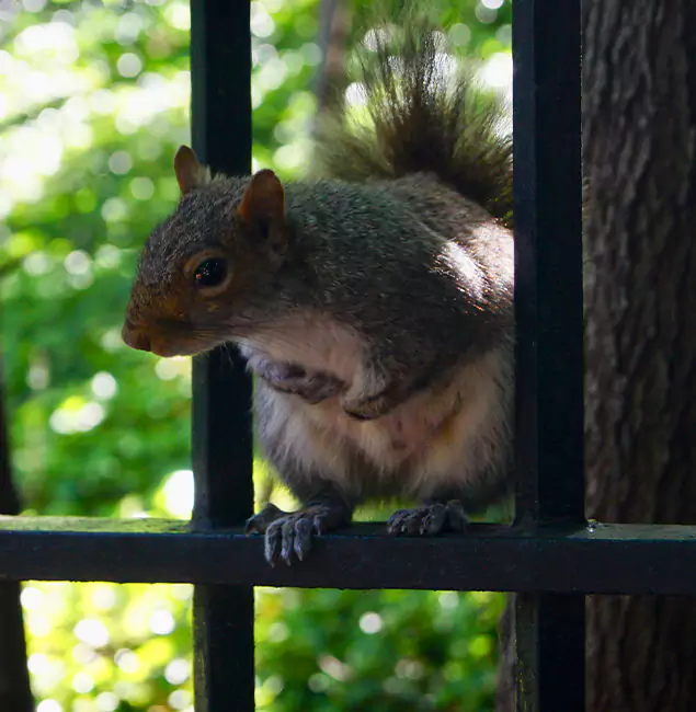 Why Fairfax, VA Chooses Fairfax Pest Control Pros for Squirrel Removal?