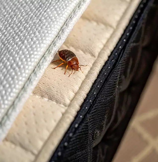 Why Fairfax Homeowners Trust Fairfax Pest Control Pros for Tick Treatment?