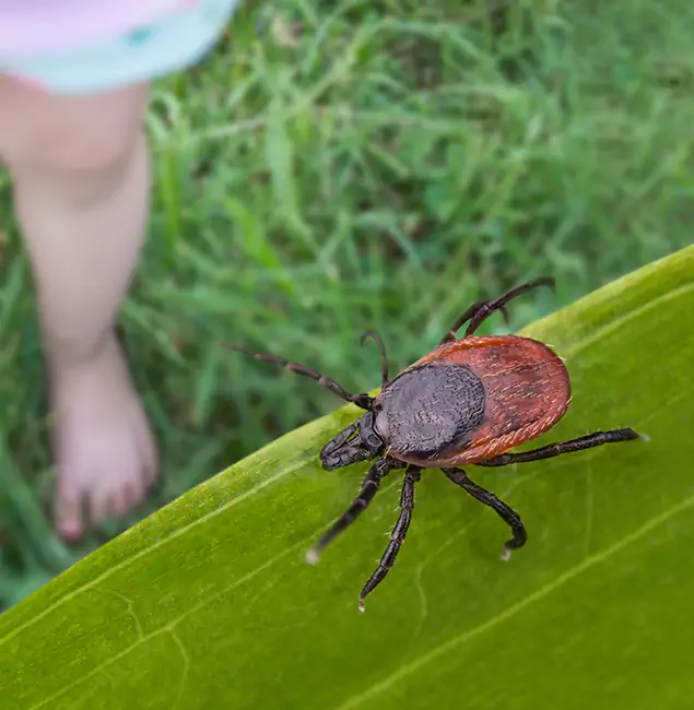 Why Fairfax Homeowners Choose Fairfax Pest Control Pros for Tick Extermination?