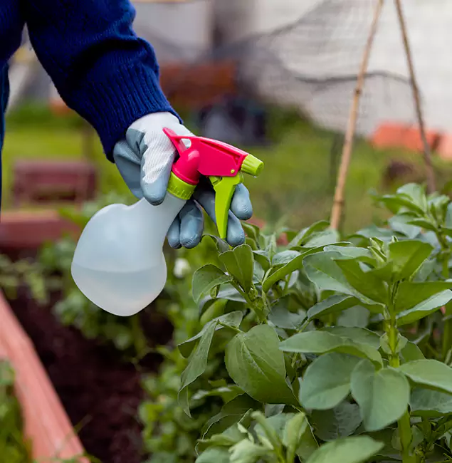 Why Fairfax Relies on Fairfax Pest Control Pros for Wasp Control Services?