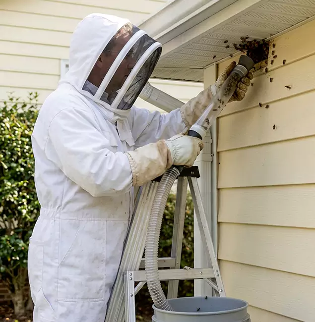 Why Fairfax Trusts Fairfax Pest Control Pros for Wasp Control?