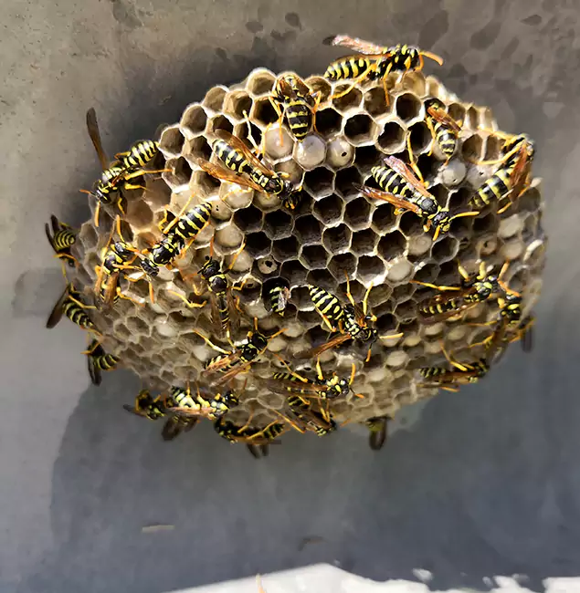 Why Fairfax Chooses Fairfax Pest Control Pros for Wasp Control Services?