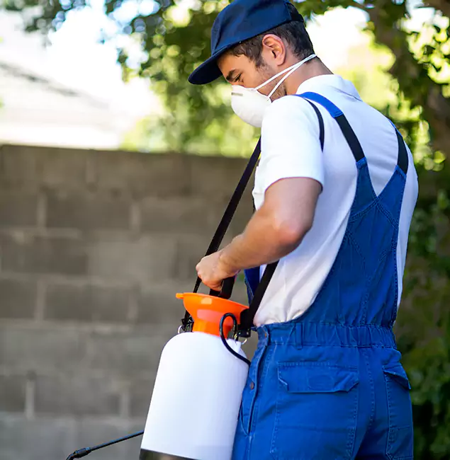 Why Fairfax Pest Control Pros Is the Right Choice for Yellow Jacket Removal in Fairfax, VA?