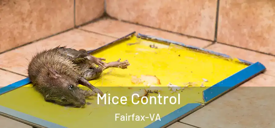  Mice Control Fairfax-VA