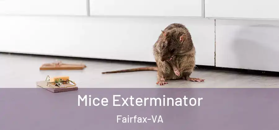 Mice Exterminator Fairfax-VA