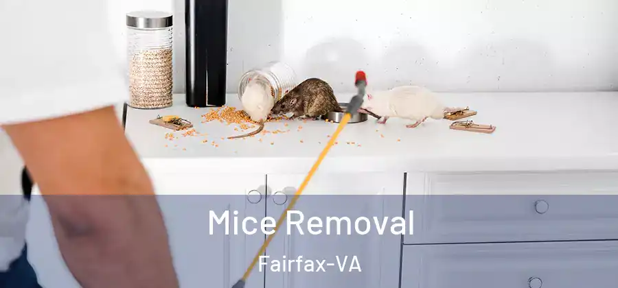 Mice Removal Fairfax-VA