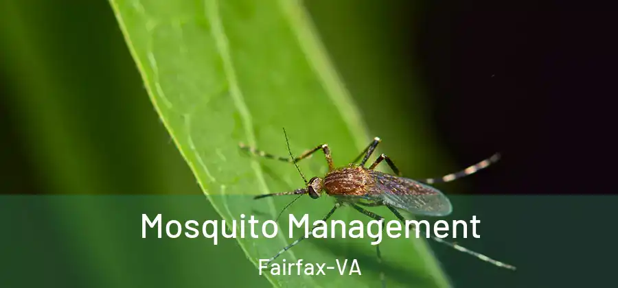 Mosquito Management Fairfax-VA