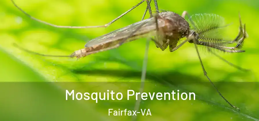 Mosquito Prevention Fairfax-VA