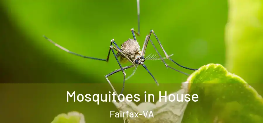  Mosquitoes in House Fairfax-VA