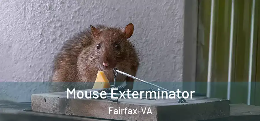 Mouse Exterminator Fairfax-VA