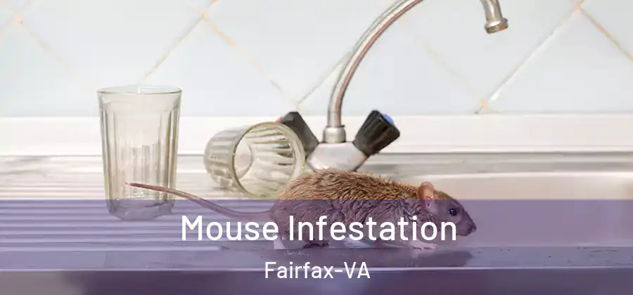  Mouse Infestation Fairfax-VA