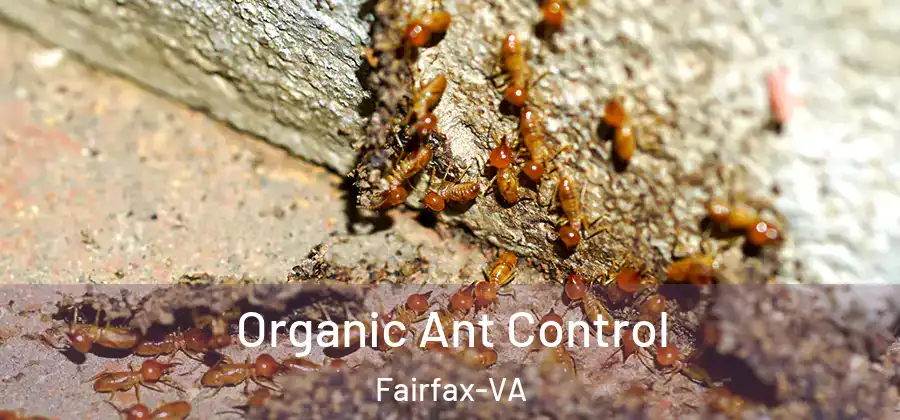 Organic Ant Control Fairfax-VA
