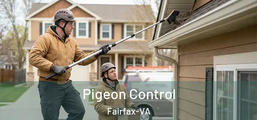 Pigeon Control Fairfax-VA