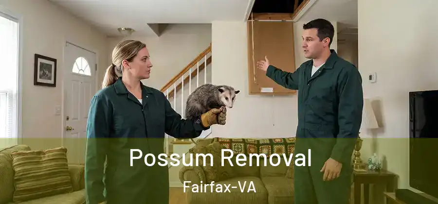  Possum Removal Fairfax-VA