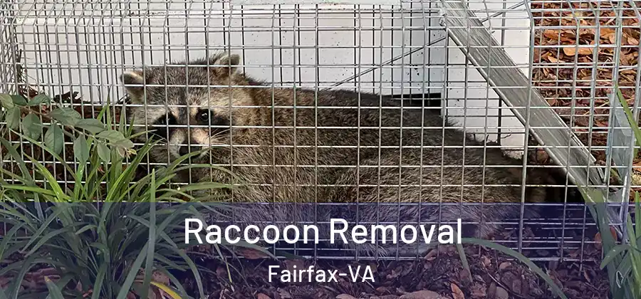  Raccoon Removal Fairfax-VA