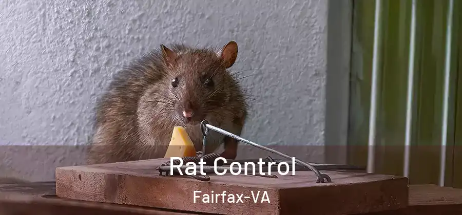  Rat Control Fairfax-VA
