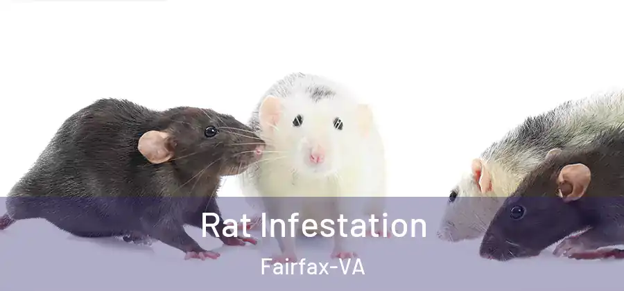 Rat Infestation Fairfax-VA