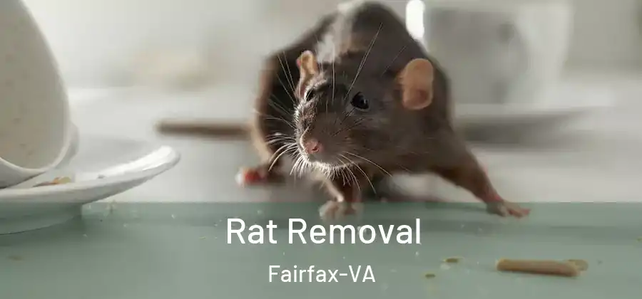  Rat Removal Fairfax-VA