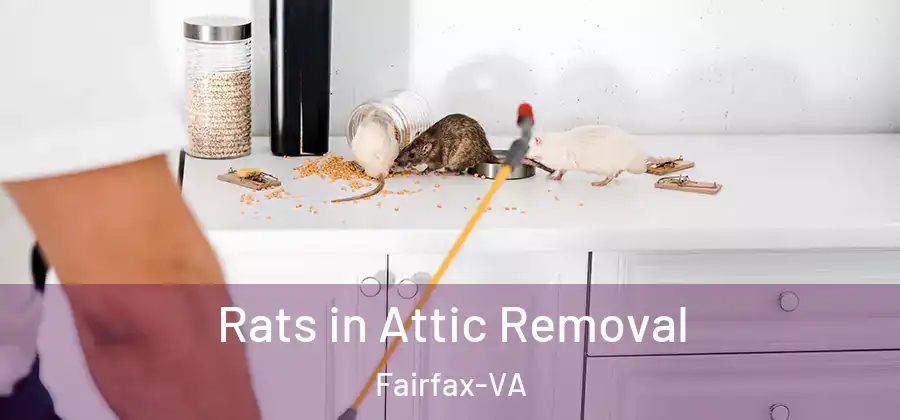  Rats in Attic Removal Fairfax-VA