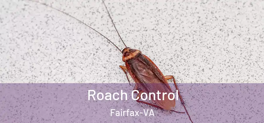  Roach Control Fairfax-VA