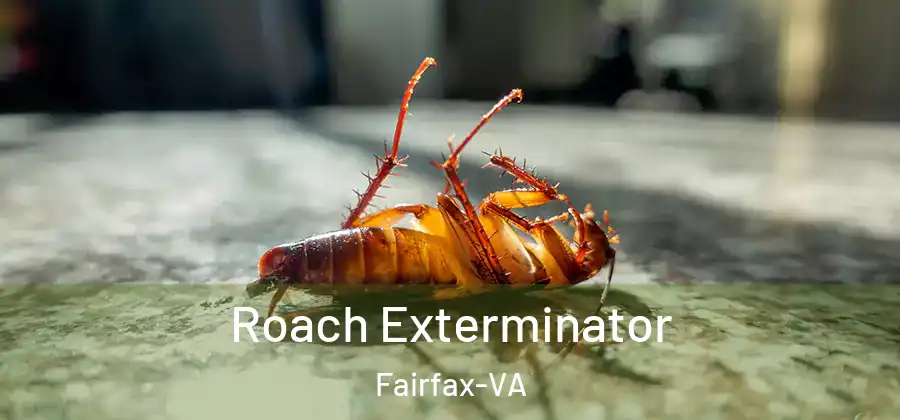  Roach Exterminator Fairfax-VA