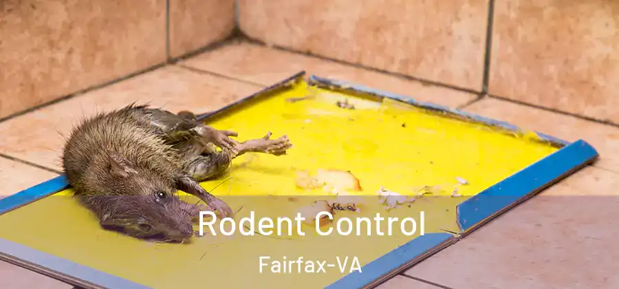  Rodent Control Fairfax-VA
