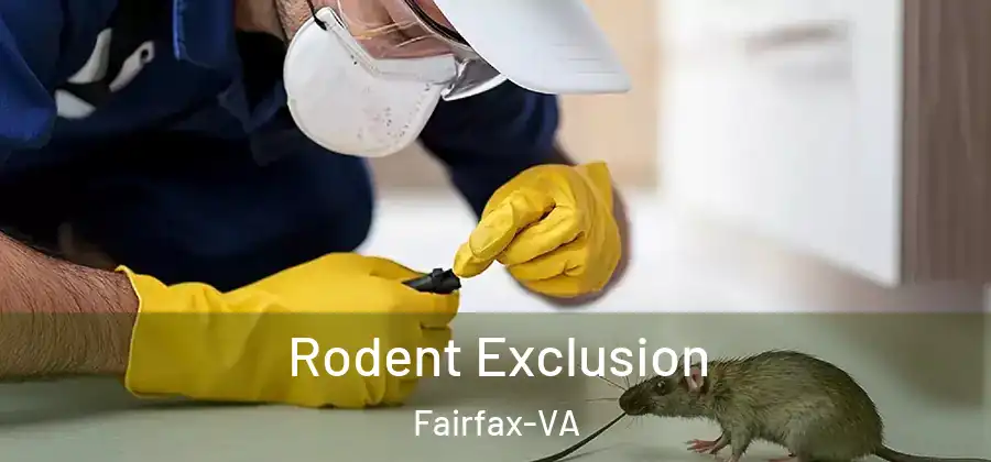 Rodent Exclusion Fairfax-VA