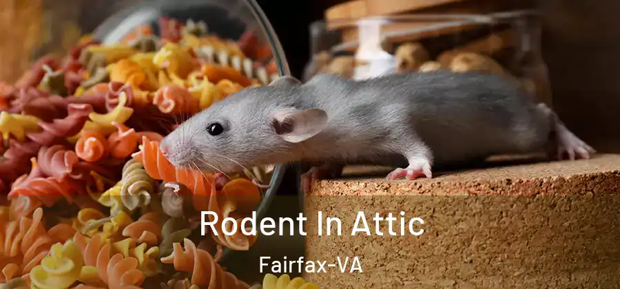  Rodent In Attic Fairfax-VA