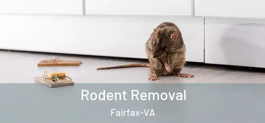 Rodent Removal Fairfax-VA