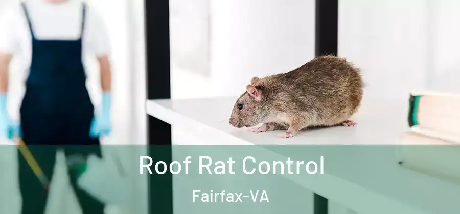 Roof Rat Control Fairfax-VA