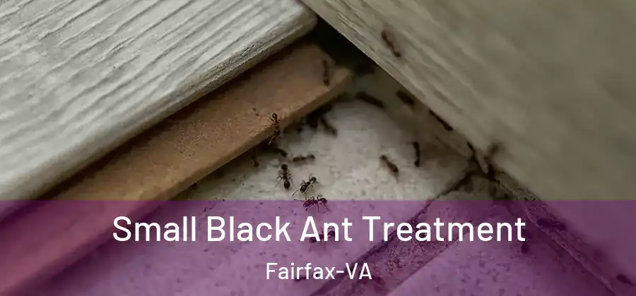  Small Black Ant Treatment Fairfax-VA