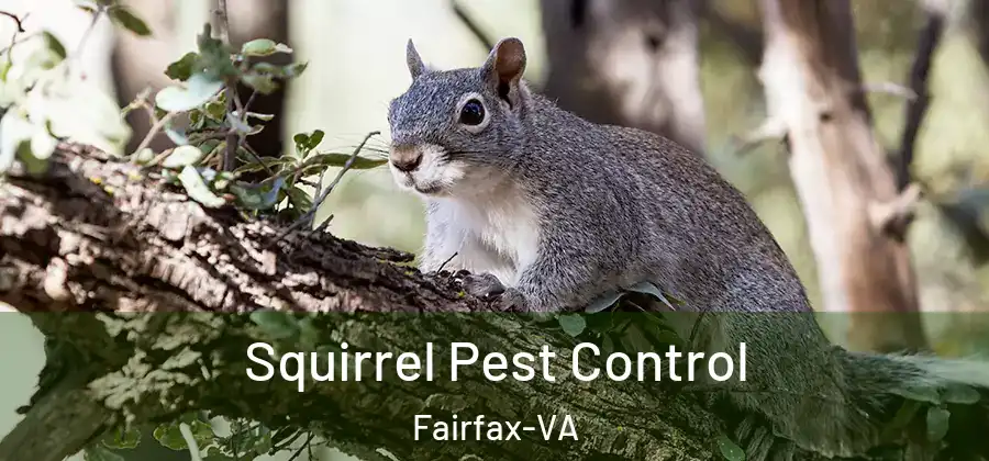  Squirrel Pest Control Fairfax-VA