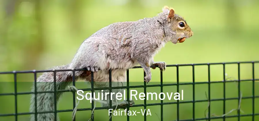 Squirrel Removal Fairfax-VA