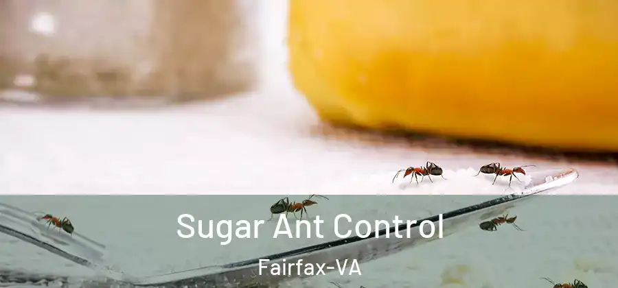 Sugar Ant Control Fairfax-VA