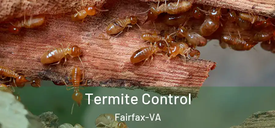  Termite Control Fairfax-VA