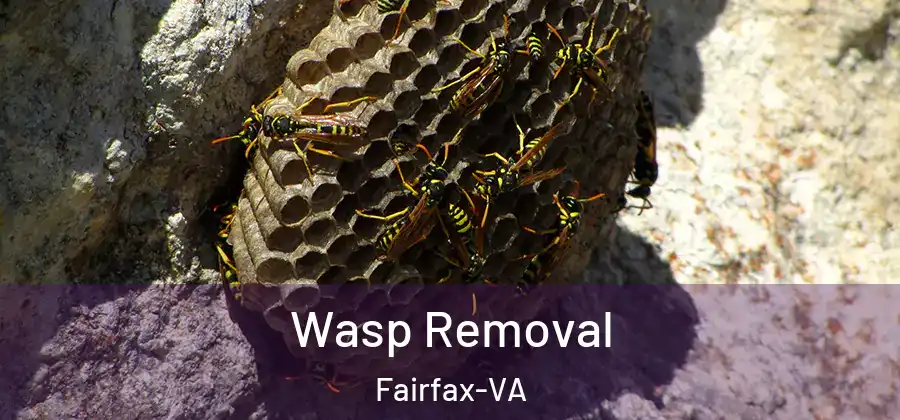 Wasp Removal Fairfax-VA