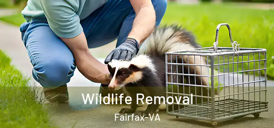  Wildlife Removal Fairfax-VA