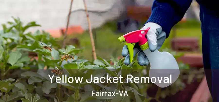 Yellow Jacket Removal Fairfax-VA
